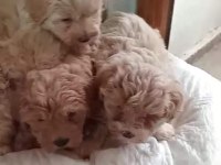 Pet eğitimli dişi erkek maltipoo yavrular