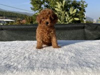 Kore Kan Toy Poodle Bebekler