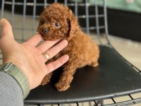Petmode köpek çiftliğinden tea cup kore poodle