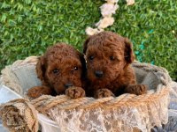 Irk ve sağlık garantili poodle