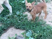 Akita inu yavru köpekler
