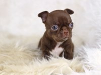 Egzotic Teacup Chihuahua