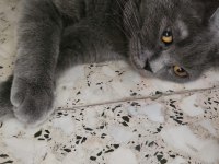 Evde beslediğimiz kendi kedimizin yavruları dişi ve erkek