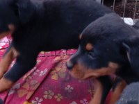 Rottweiler Bebekler