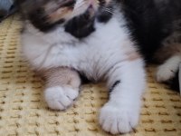 CFA KAYITLI ANNE VE BABA YAVRU KEDİMİZ