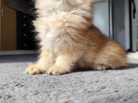 Yeni yuvasını arayan 2 buçuk aylık erkek british longhair