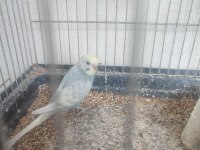 2 AYLIK KUŞLAR VE YENİ YEME DÜŞMÜŞ YAVRULAR