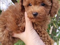 Pafuduk pafuduk poodle yavrular sizleri bekliyor