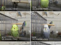 Show jumbo muhabbet kuşu yavrular