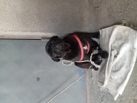 Erkek pug siyah
