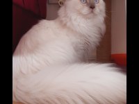 Scrli scottish longhair