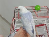Yavru ev kuşlarım