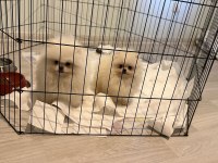 EFSANE İKİ ERKEK SOYU SOPU BELLİ ÇOK SAĞLAM POMERANİAN