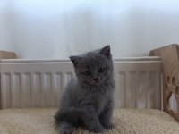British Shorthair Yavrularımız