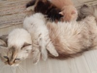 British longhair blue point