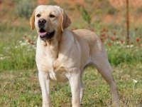 Şampiyon Anne Babadan FCI-KIF şecereli Labrador Yavru