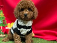 Sevimli Toy Poodle Yavrularımız