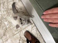 British Blue Point Saf Kan