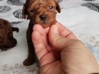 15 GÜNLÜK KORE KAN SAFKAN TOY POODLE BEBEKLER