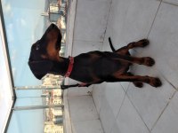 Zeka üssü bir prenses Angel doberman