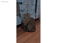 Çipli Pasaportlu British Shorthair
