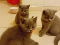 50 günlük british shorthair yavrularım uygun ücretli