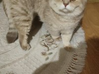 By-25 british longhair sahiplendirilecektir