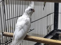 Albino lutino sultan papağanı yavrular mevcut
