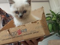Safkan mavigöz blue point british shorthair