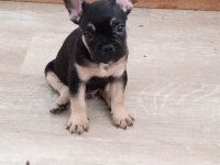 FRENCH BULLDOG 2 ERKEK