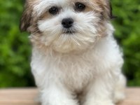 Türkiyenin en güzel morkie yavruları