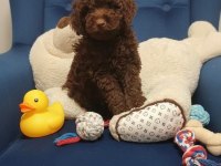 Çikolata toy poodle nadir renk