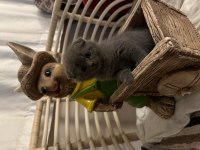 2 aylık scottish fold yavrumuz