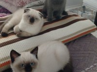 YAVRU KEDİMİZİ SAHİPLENDİRMEK İSTİYORUZ