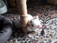 Denizli British Shorthair Erkek