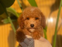 Toy Poodle Bebeklerimiz