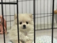 POMERANİAN SPİTZ