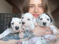 Dalmaçyalı Köpeği Yavrular