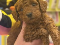 7 Yıllık Tecrübemiz ile poodle yavrularımız sizlerle
