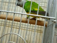 Senegal Papağanı 8 Aylık