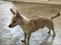 3 yaşında bakımlı Chihuahua (çivava)