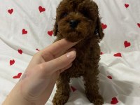 Toy poodle red brown yavrularımız