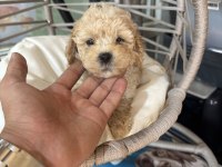 A Kalite Kore Maltipoo Yavrularımız