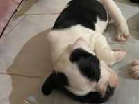 1 ERKEK VE 1 DİŞİ 1 AYLIK YAVRU FRENCH BULLDOGLAR