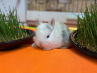 HOLLANDA LOP TAVŞAN