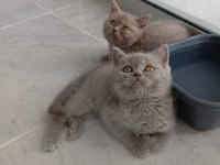 Saf Kan British Shorthair Yavrularımız