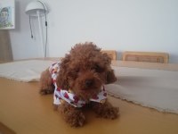 Köpeğimiz Kukiş