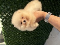 Orijinal Ayıcık Surat Yakışıklı Pomeranian