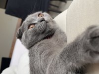 Scottish fold 4 aylık