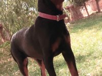 Erkek-Dişi A Şecereli Safkan Rottweiler